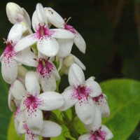 Pseuderanthemum maculatum (G.Lodd.) I.M.Turner